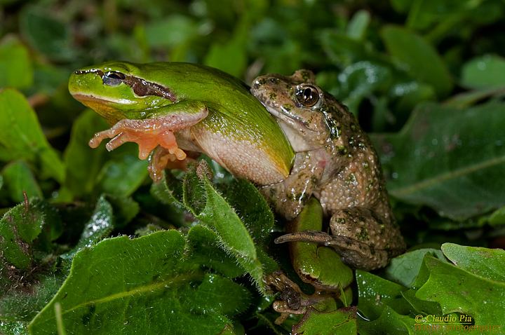 Pelodytes punctatus, Pelodite punteggiato, Common Parsley Frog, Sapillo moteado común